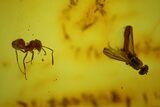 Fossil Ant (Formicidae) & Dance Fly (Empididae) in Baltic Amber #145473-3